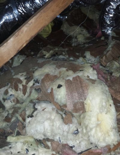 Insulation damaged by rodents.