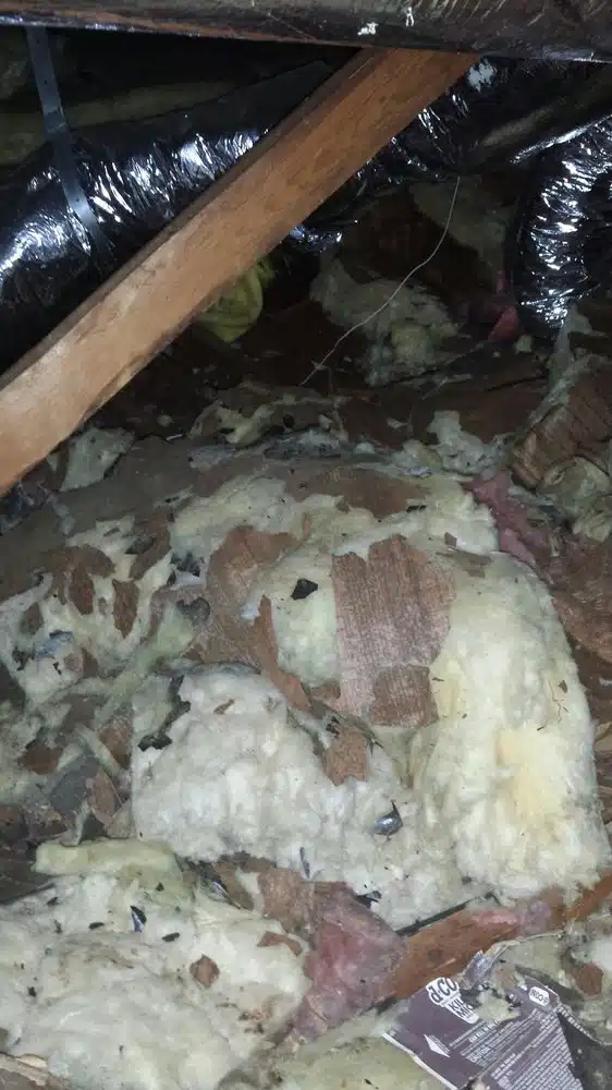 Insulation damaged by rodents.