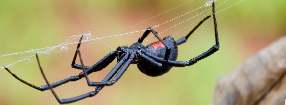 Black widow spider in Sacramento