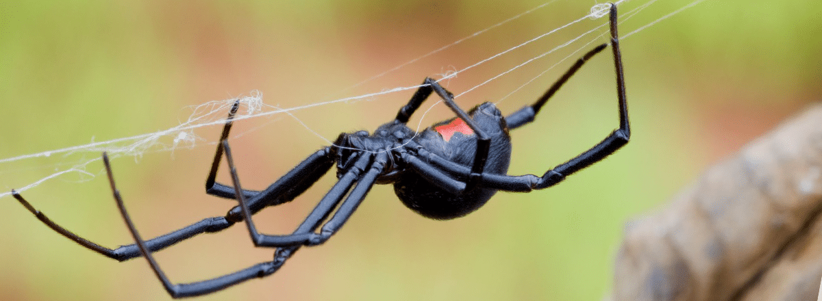 Black widow spider in Sacramento