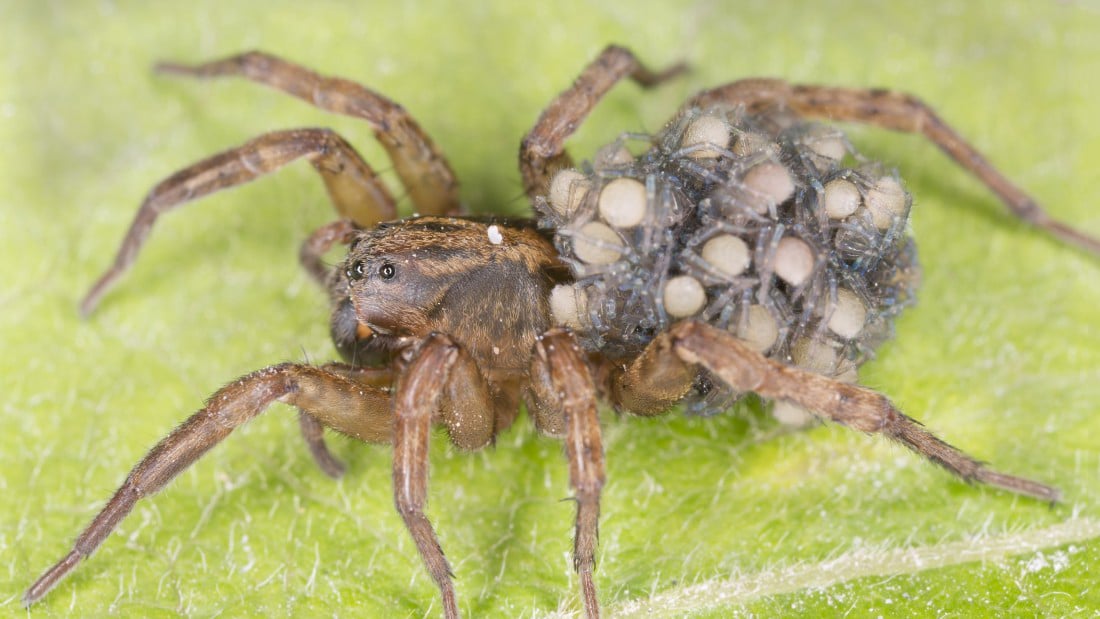 Spider with eggs on back