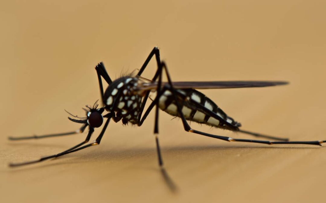 California Mosquito Populations Increase Ten-Fold
