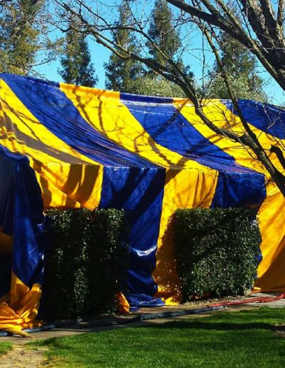 Tenting for Dry Wood Termites
