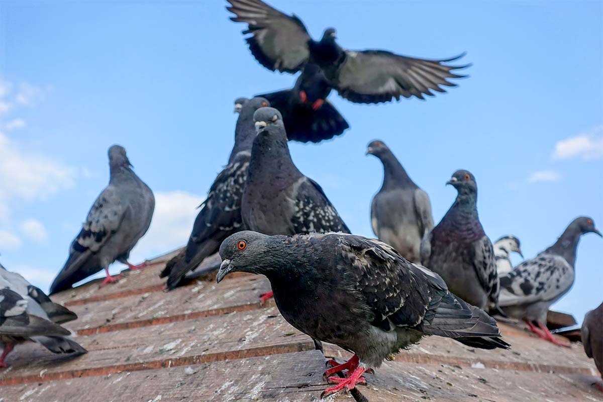 Pigeon Control, Pigeon Exclusion, Pigeon Control. Fast Action Pest Control