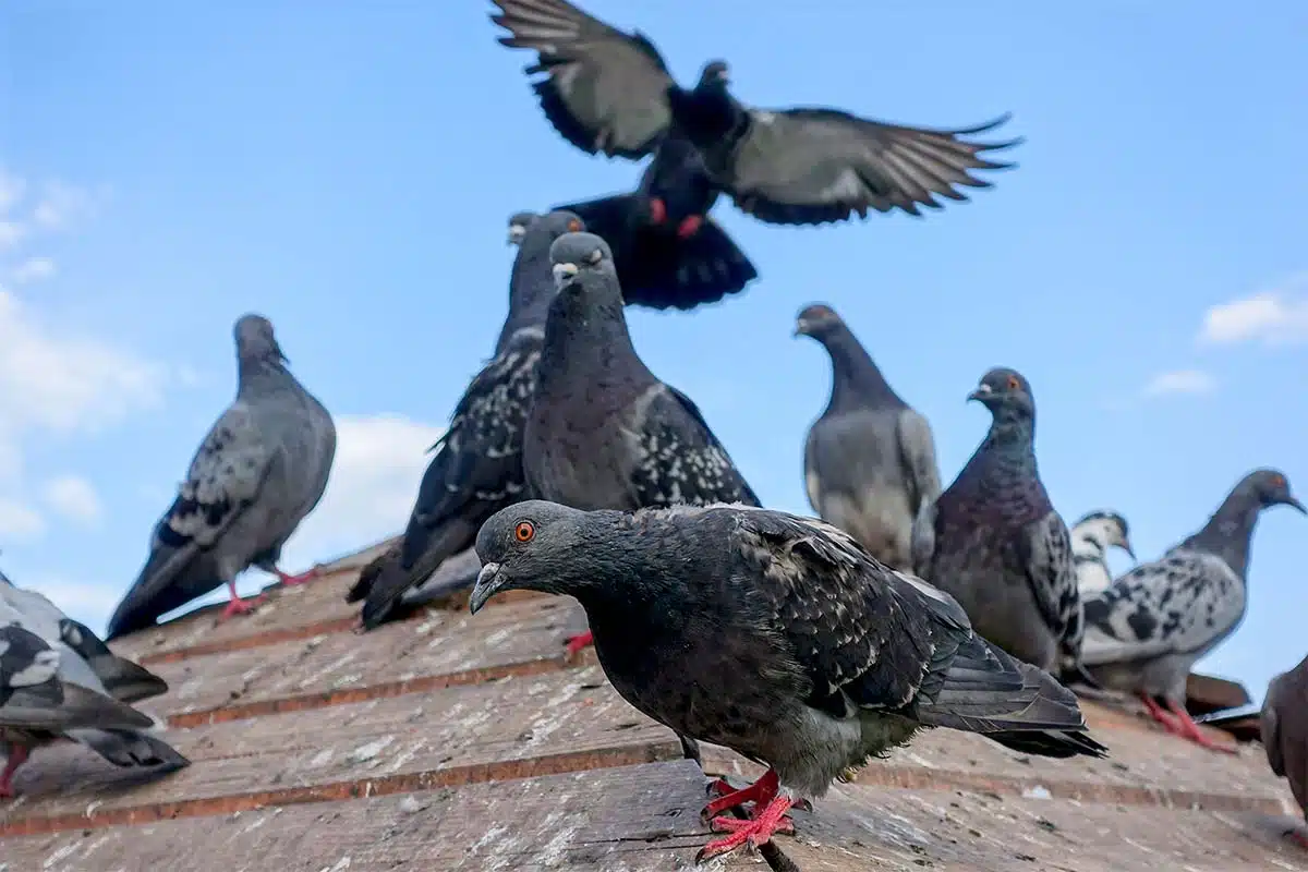 Pigeon Control, Pigeon Exclusion, Pigeon Control. Fast Action Pest Control