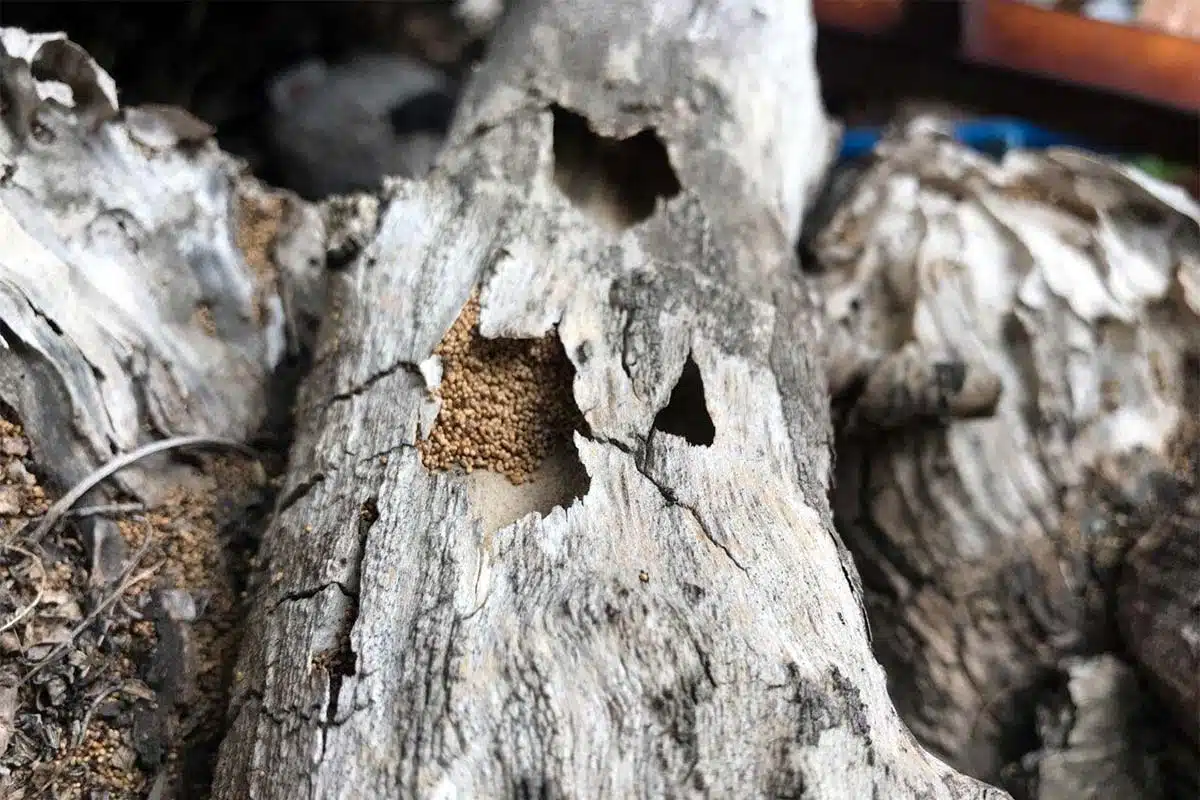 Dry Wood Termites