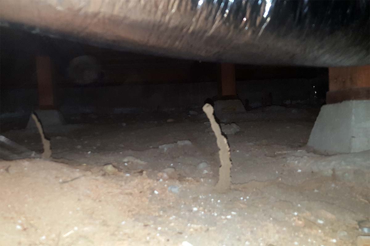 Termite Mud Tubes