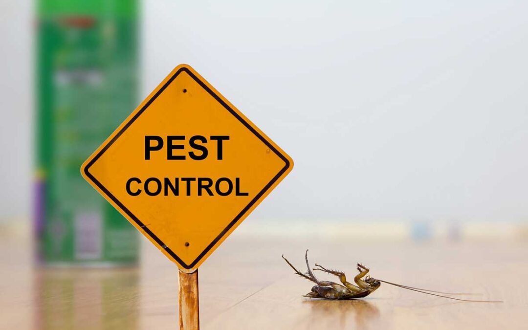 Different Types of Bugs and Pests (And How to Spot Them!)