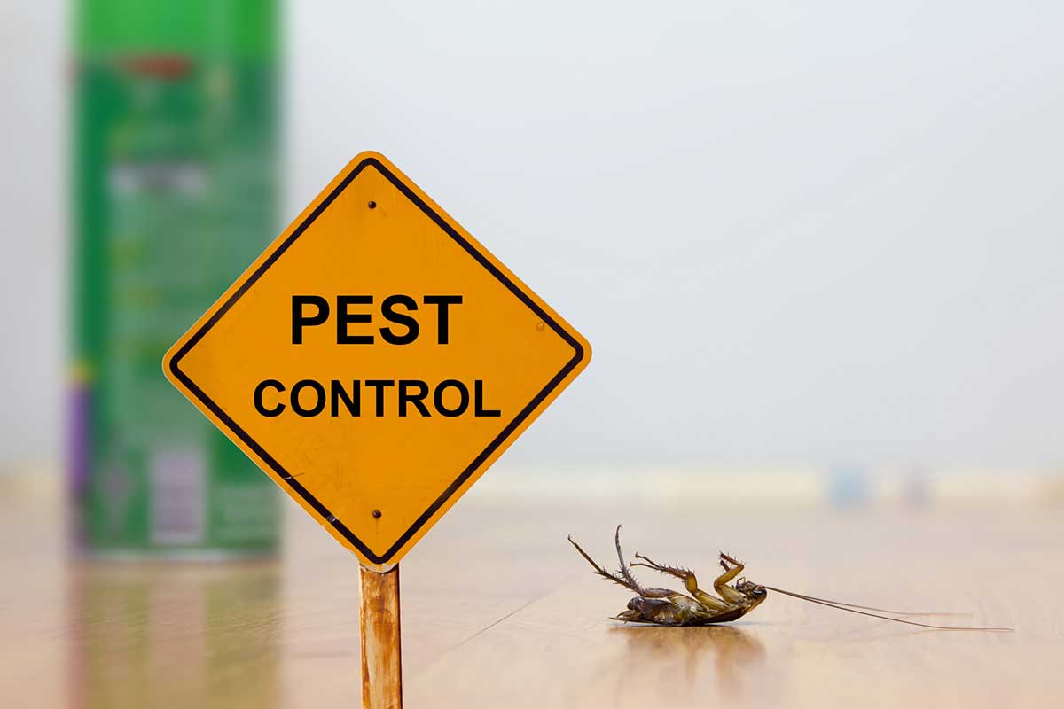 Commercial Pest Control In Reno