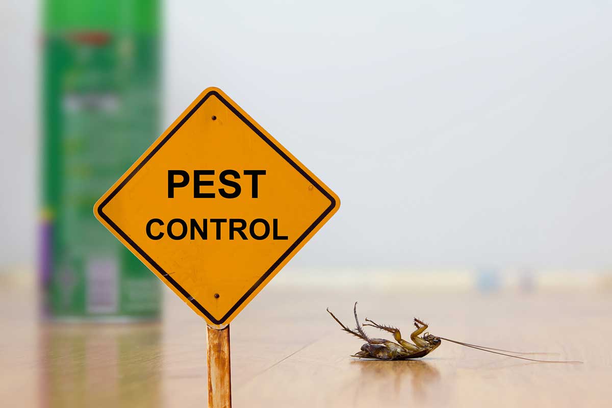 Pest Control Solutions In Reno