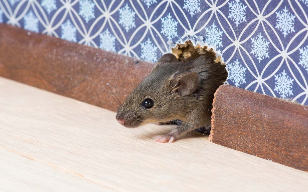 Ratatat: 7 Signs That You Have a Rodent Infestation