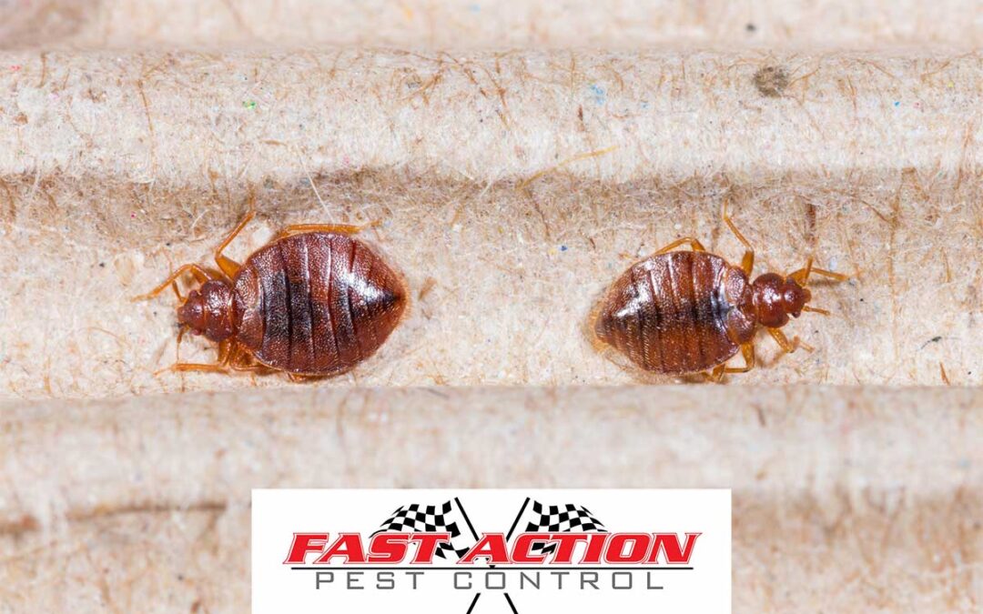 6 Early Signs of Bed Bugs Everyone Should Look Out For