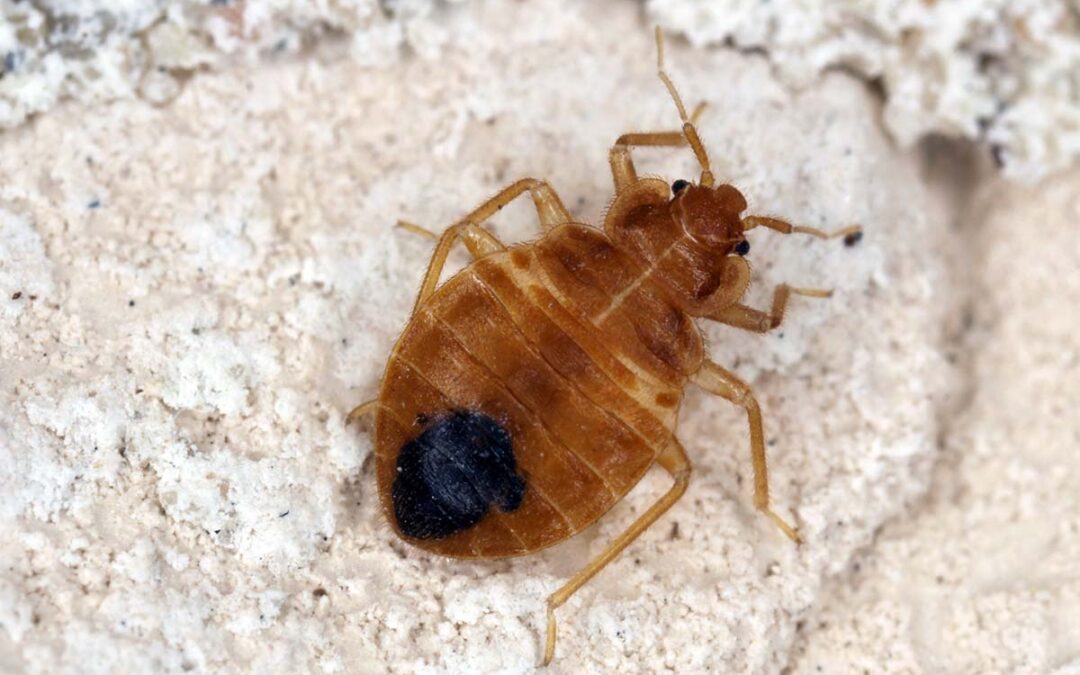 The Different Types of Bed Bugs Explained