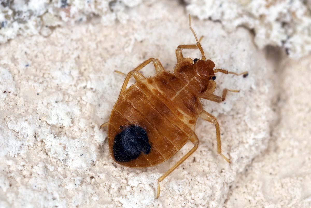 The Different Types of Bed Bugs Explained