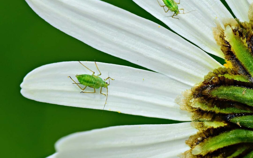 6 Most Common Pests and Plant Diseases