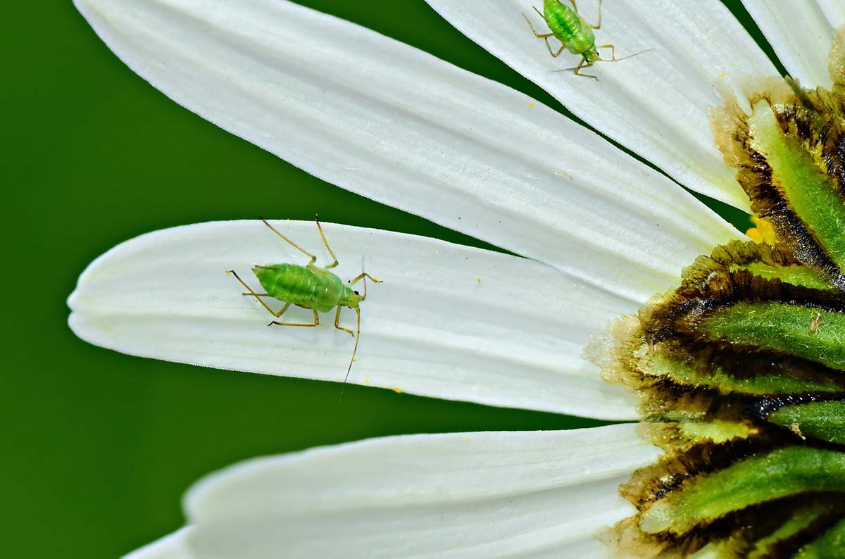 6 Most Common Pests and Plant Diseases
