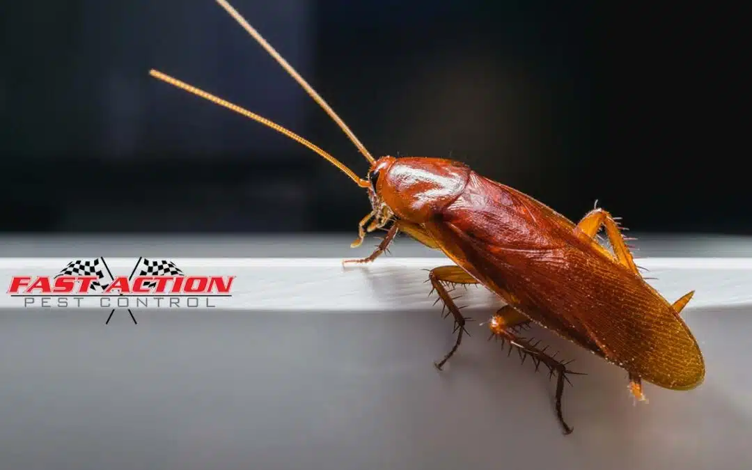 6 Warning Signs of a Cockroach Infestation