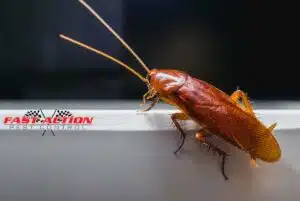 6 Warning Signs of a Cockroach Infestation