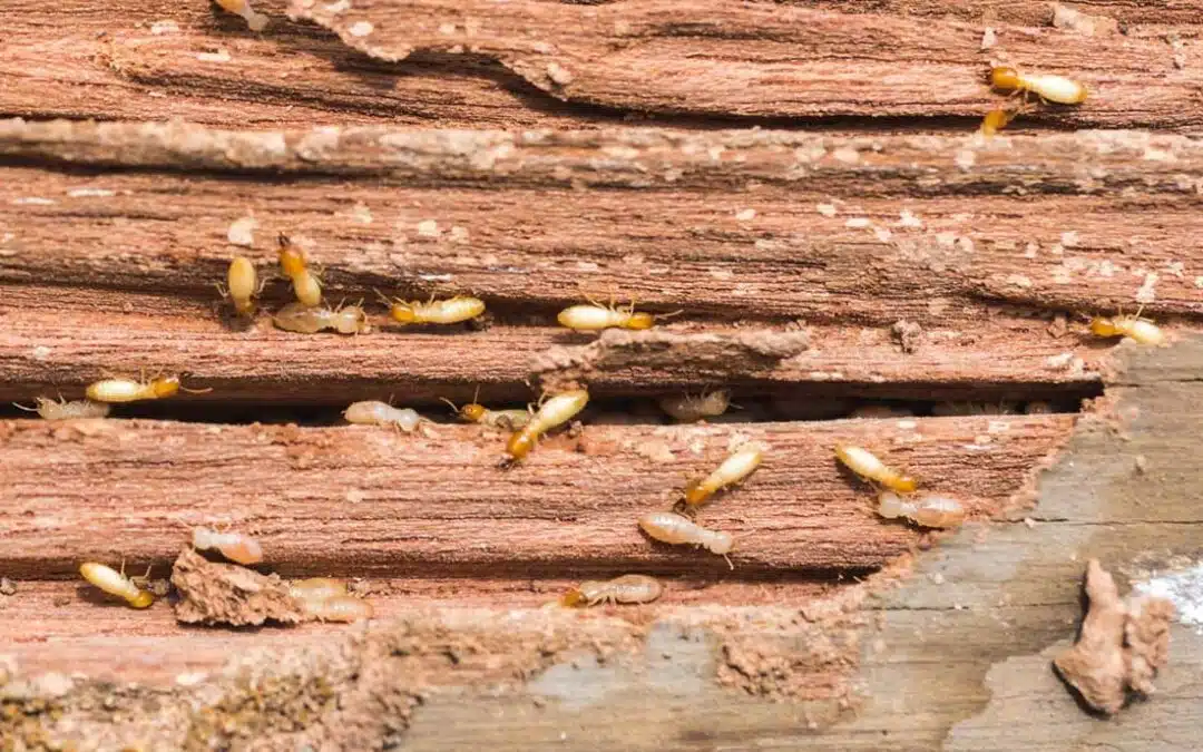 The Different Types of Termites Found in Homes