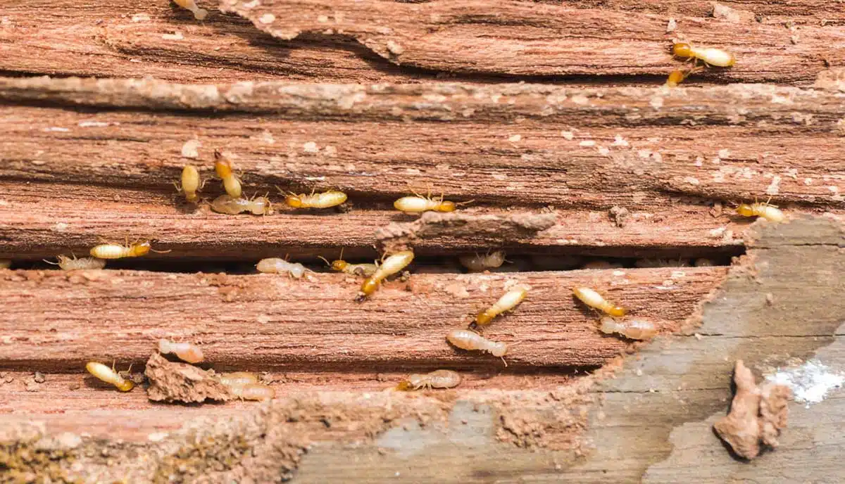 The Different Types of Termites Found in Homes