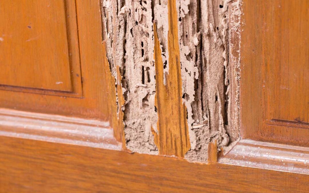 Termite Damage: This Is What They Can Do to Your House