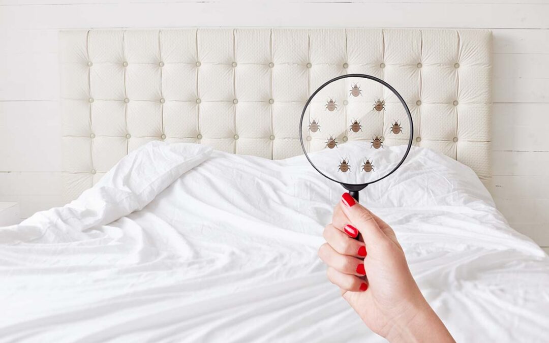 Preventing Infestation: How to Spot Bed Bugs Early