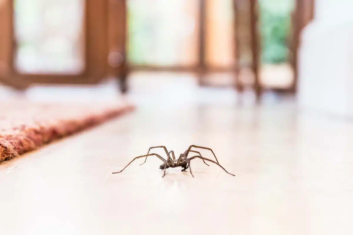The Different Types of Spiders Found in Homes