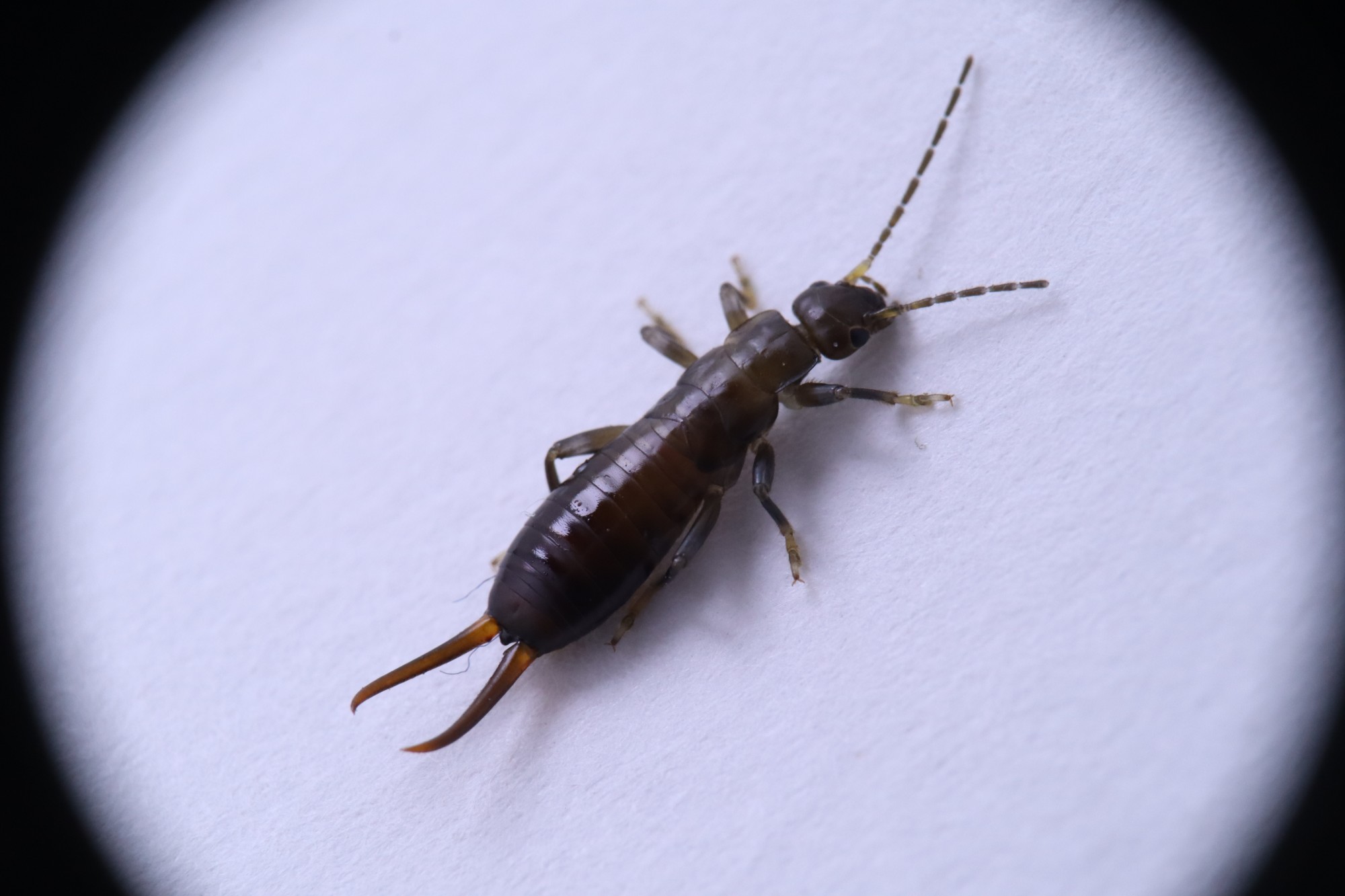Earwigs in House: A Guide to Causes, Control, and Prevention