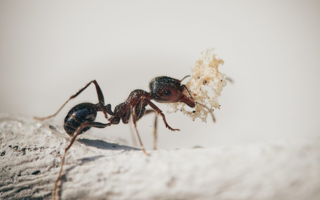 Argentine Ants: What They Do and How to Prevent Them