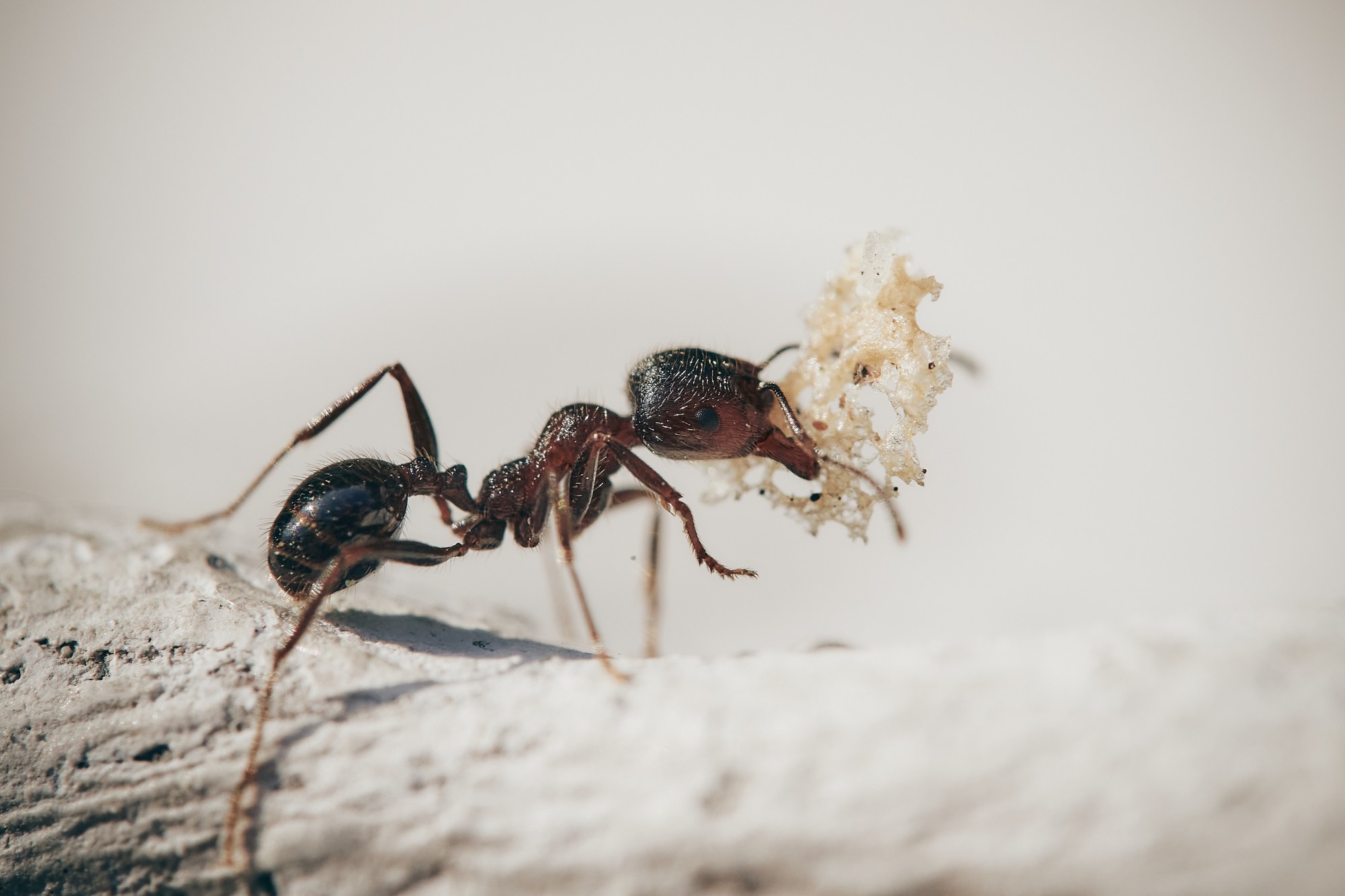 Argentine Ants: What They Do and How to Prevent Them