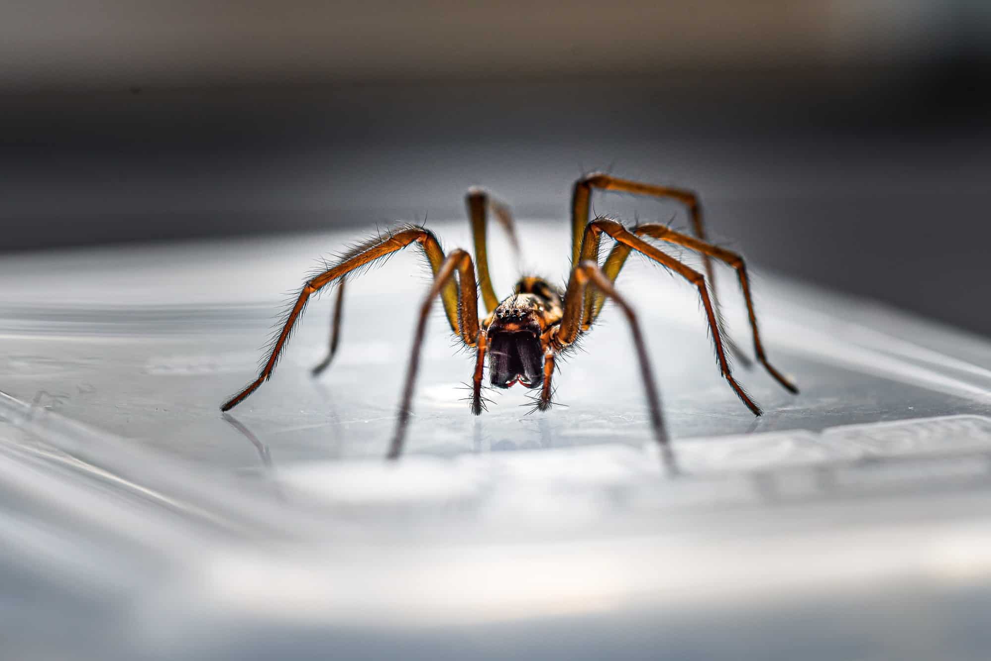 How to Get Rid of Spiders in Your Home