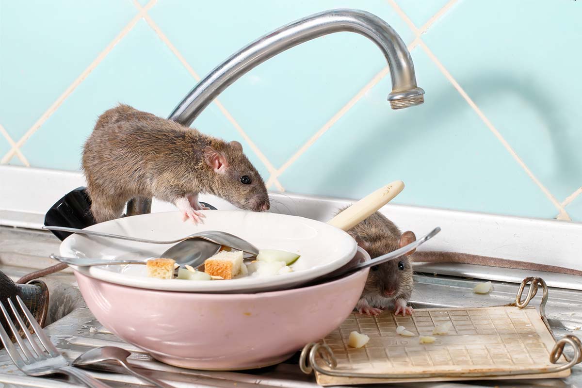 Pest Prevention: What Attracts Rats in the Home?