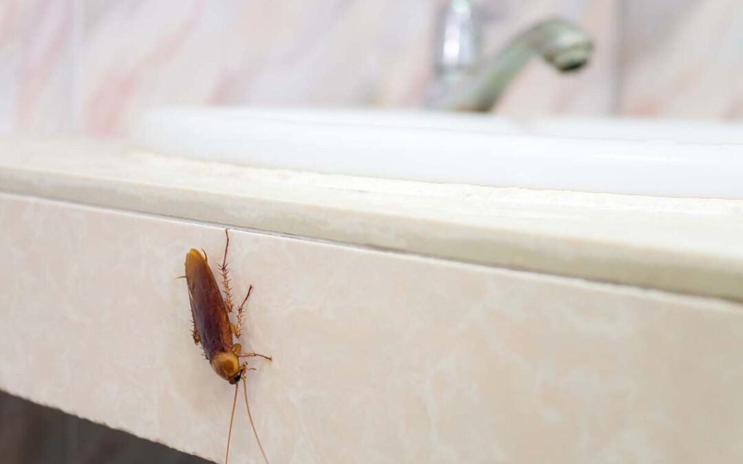 What Attracts Cockroaches to Your Home? A Prevention Guide