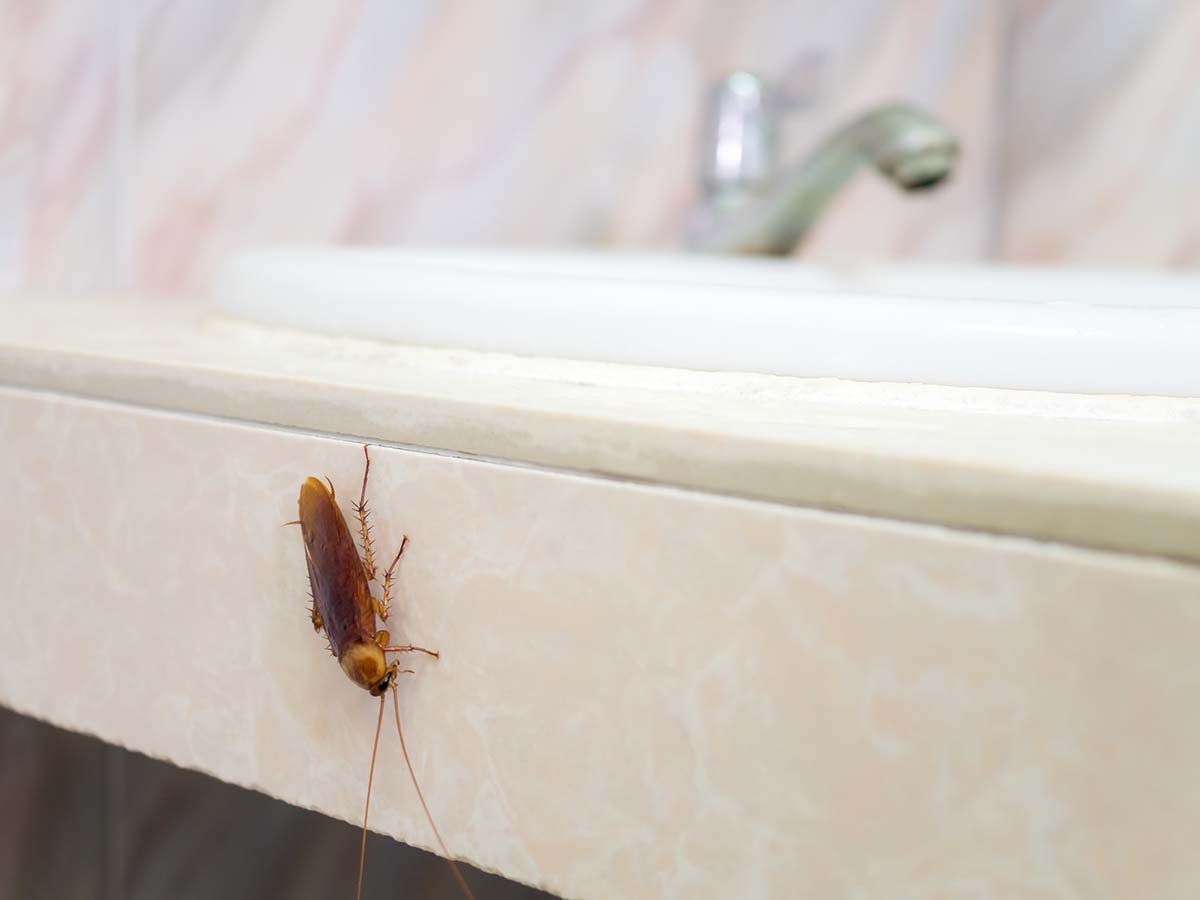 What Attracts Cockroaches to Your Home? A Prevention Guide
