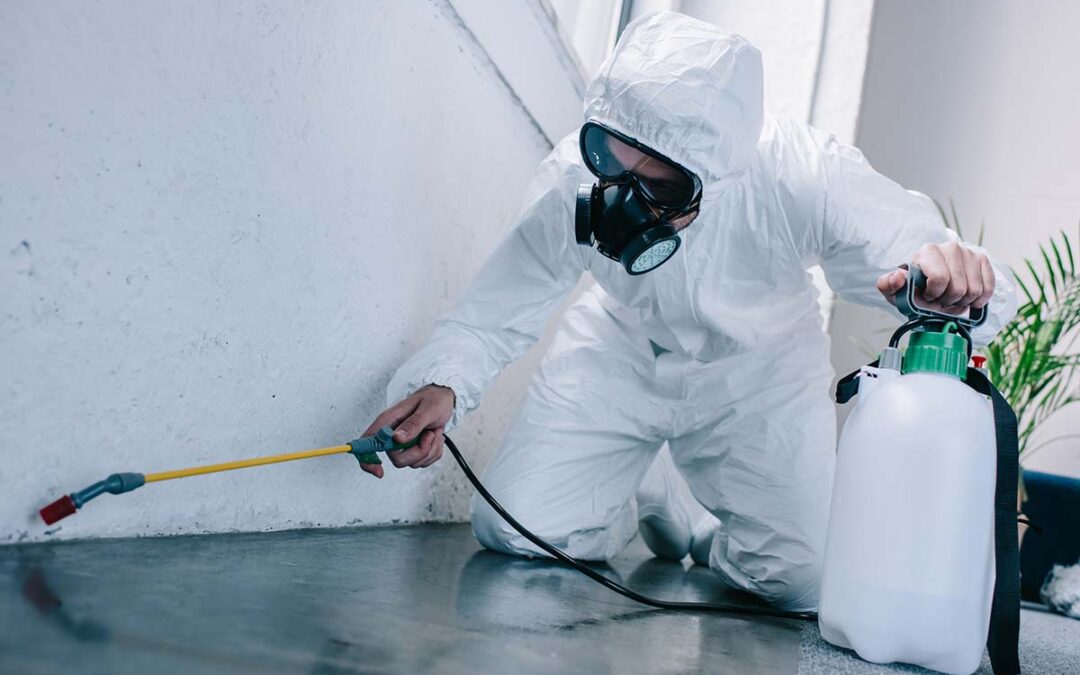 Top Questions to Ask When Choosing a Sacramento Pest Control Company