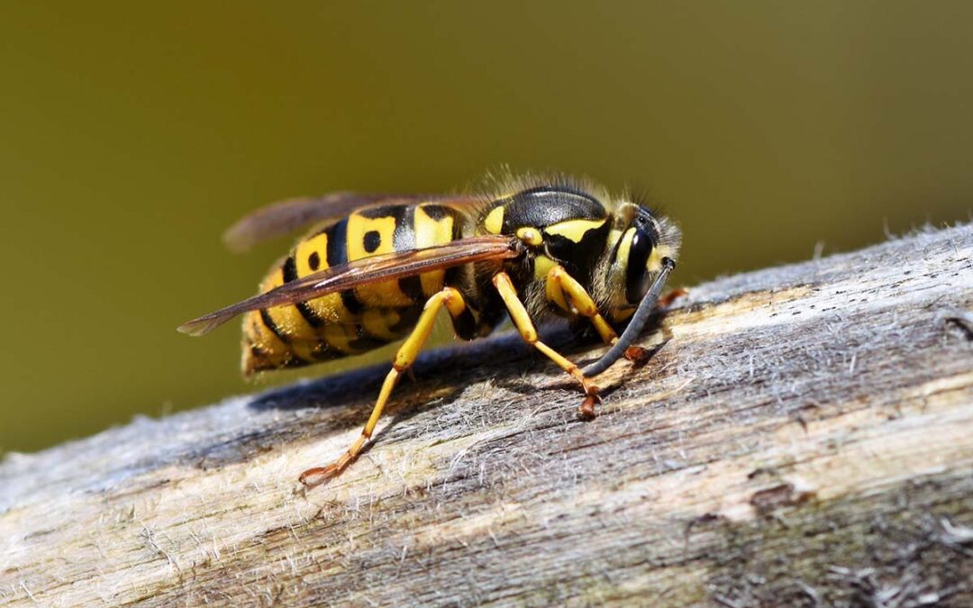 6 Warning Signs of a Wasp Infestation in Your Home