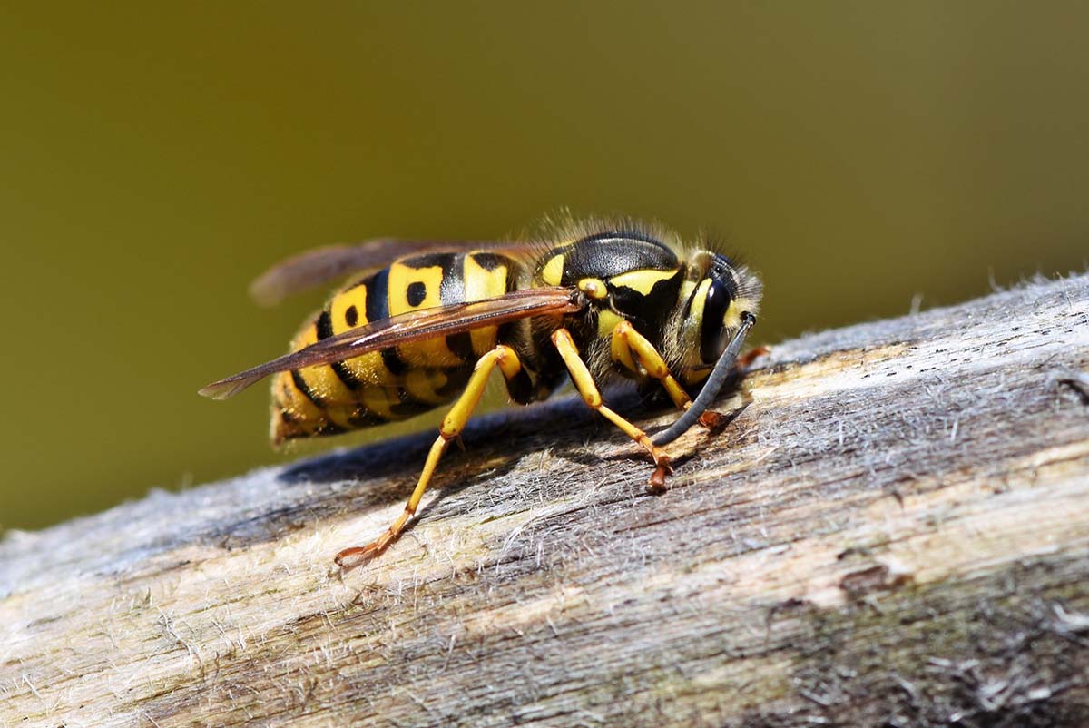 6 Warning Signs of a Wasp Infestation in Your Home