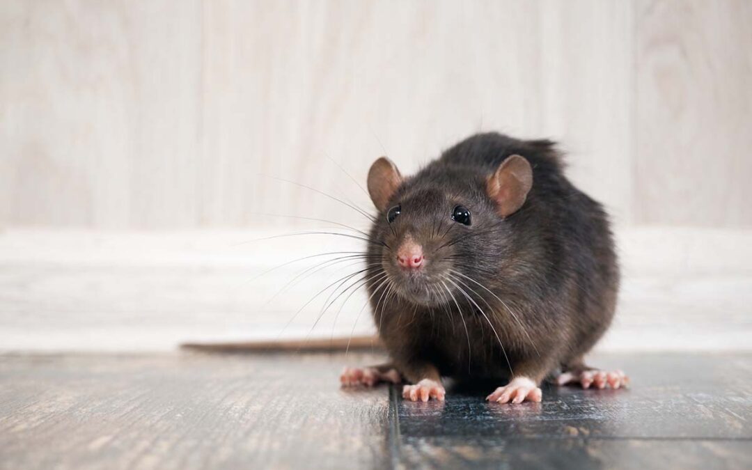 7 Signs of a Rat Infestation in Your Home