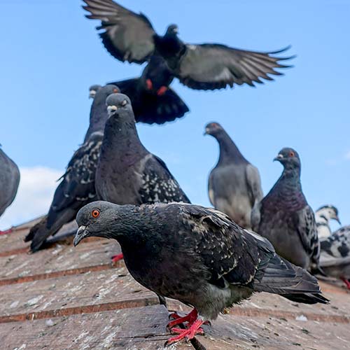 Got Pigeons? - Fast Action Pest Control, Elk Grove Pest Control, Sacramento Pest Control