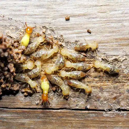 Got Termites? - Fast Action Pest Control, Elk Grove Pest Control, Sacramento Pest Control