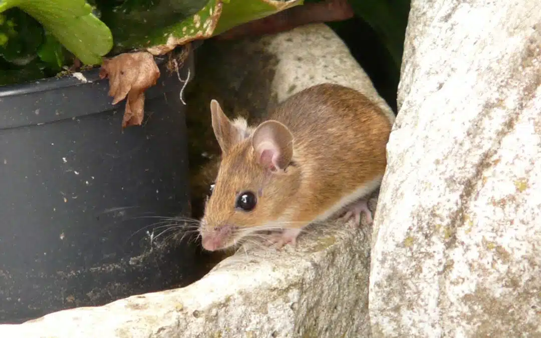 How to Get Rid of Rodents in Your Home