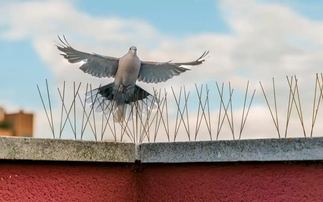 Commercial Pigeon Control