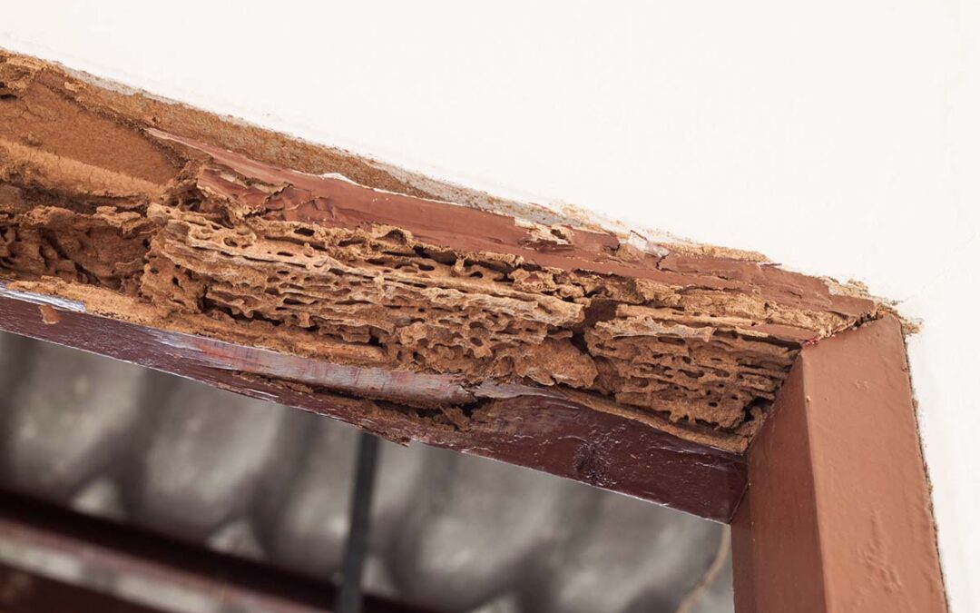 What Do Termites Look Like & Signs Your Home Has Them