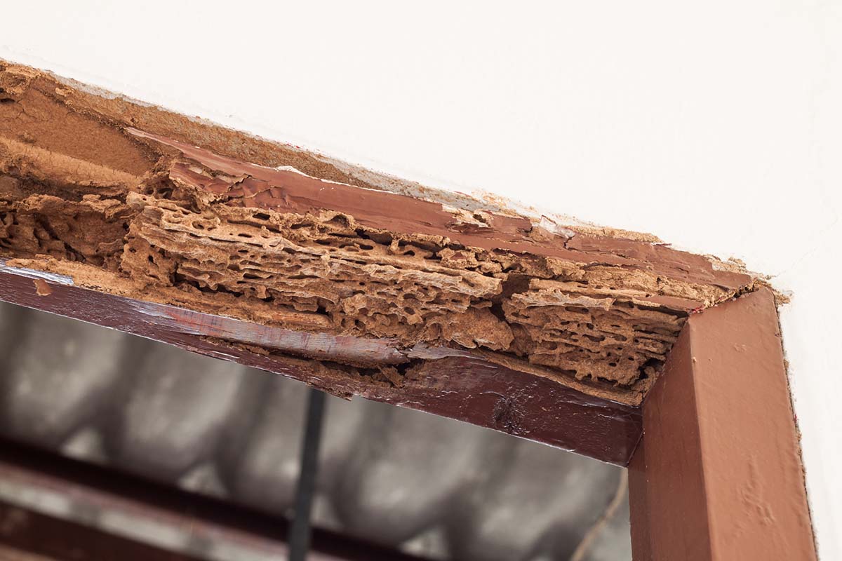 What Do Termites Look Like & Signs Your Home Has Them