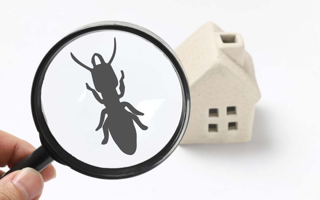 What Homeowners Should Know About Professional Pest Control Services in Vacaville