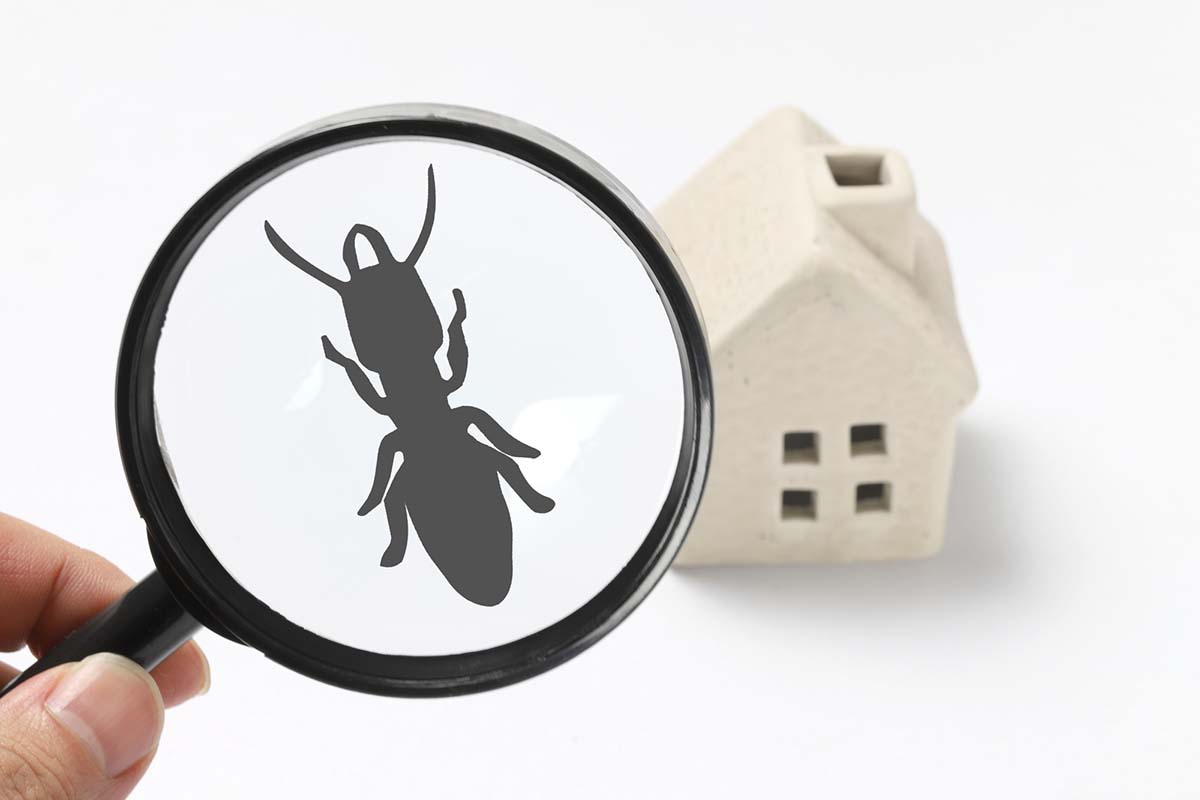 pest control company in Vacaville CA