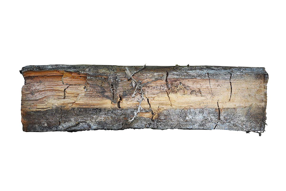 The Silent Dangers of Dry Rot: Protecting Your Home from Structural Damage