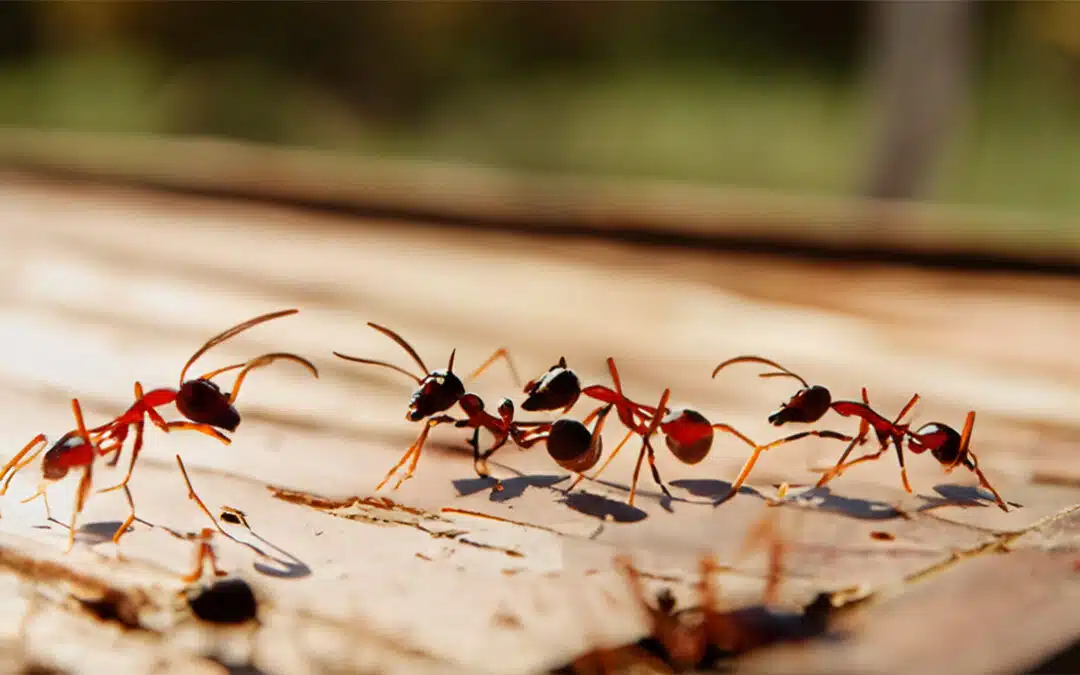 Termites vs Carpenter Ants: The Important Differences