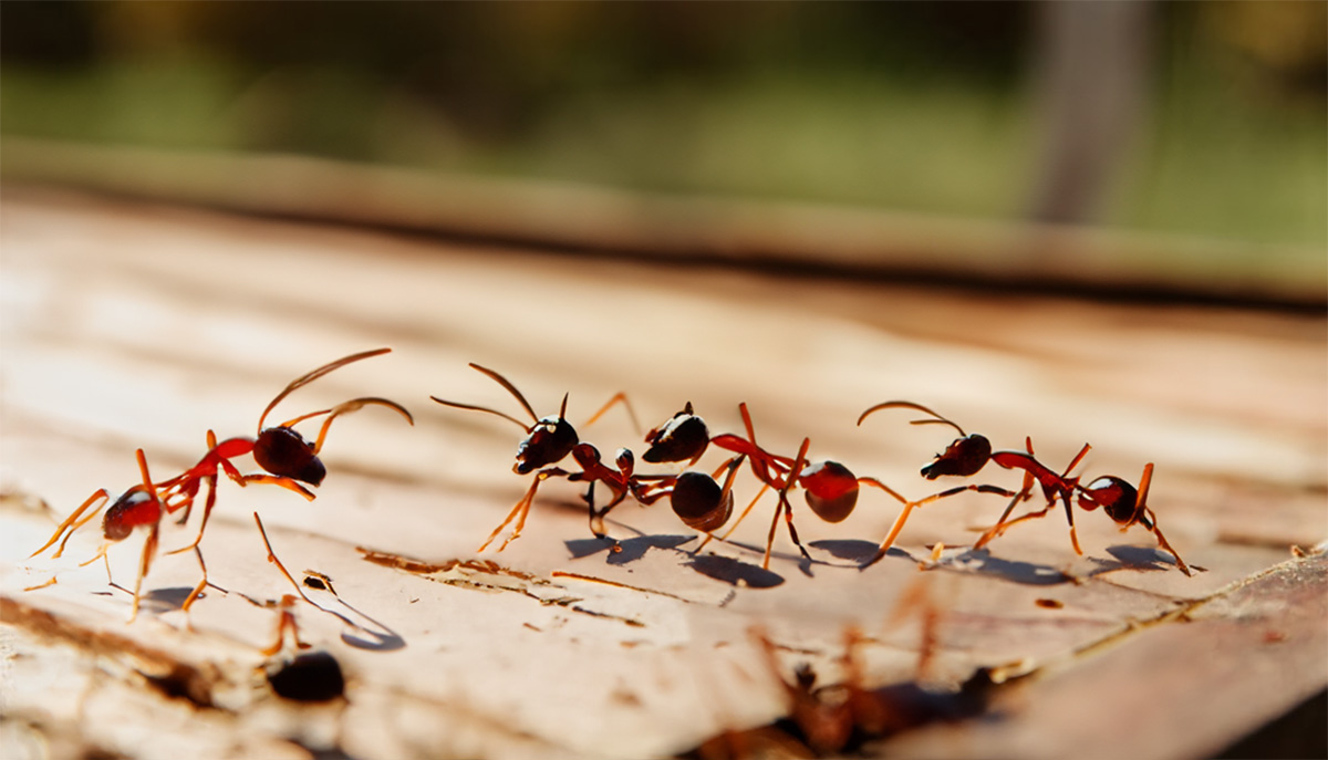 Ants in Sacramento