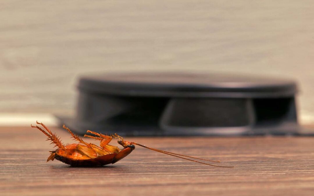 Spotted a Dead Roach in Your Home? Here’s What You Need to Do!